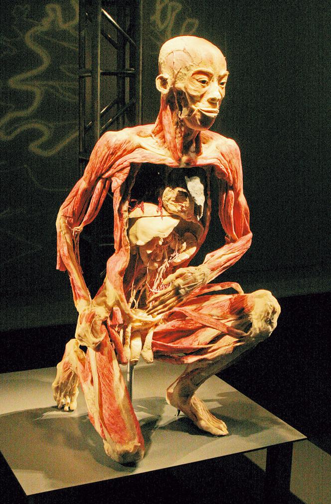 Poznaj ciało w szczegółach