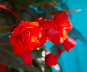 Begonia bulwiasta