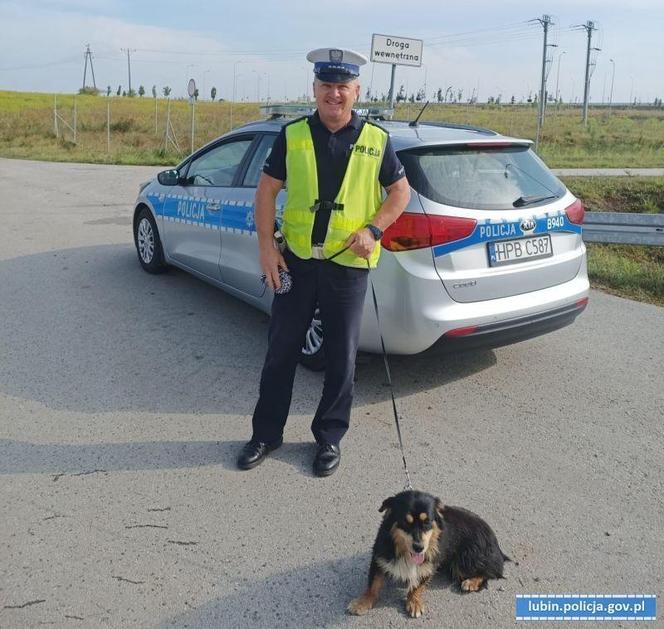 Ktoś wyrzucił psa z samochodu na S3. Przerażone zwierzę błąkało się po jezdni, uratowali je policjanci 