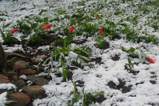 Zima w maju 2011 - zdjęcia Czytelników, Podlasie