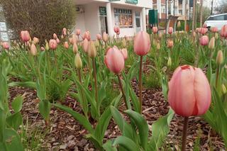 Skwer przy ul. Szczytowej w Lublinie