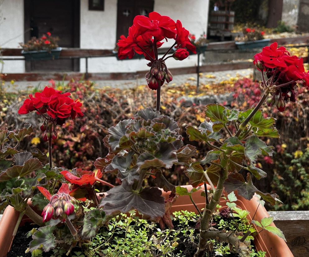 Jak przechować pelargonie przez zimę?