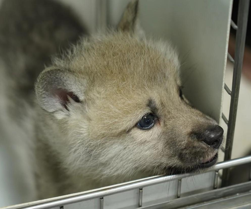 Chińska firma sklonowała wilka arktycznego. Oferują także klonowanie domowych psów i kotów