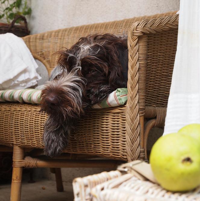 Pokrowce na meble w domach, w których mieszkają psy