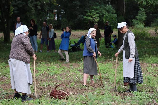 Wykopki kartoflane 2023 w lubelskim skansenie