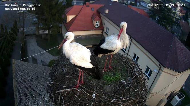Jajeczko u bocianów