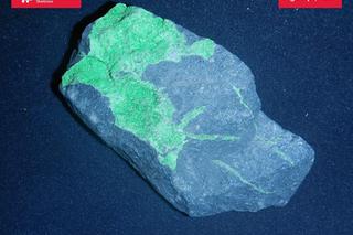 Skamieniałości sprzed milionów lat przejęto na granicy w woj. lubelskim!