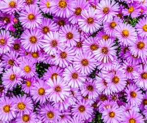 Quiz. Aaaale ładne kwiatki. Trudny test wiedzy o kwiatach na literę A. Jeśli zdobędziesz 5 na 10 możesz odtrąbić sukces