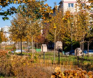 Park linearny na Bielanach w Warszawie