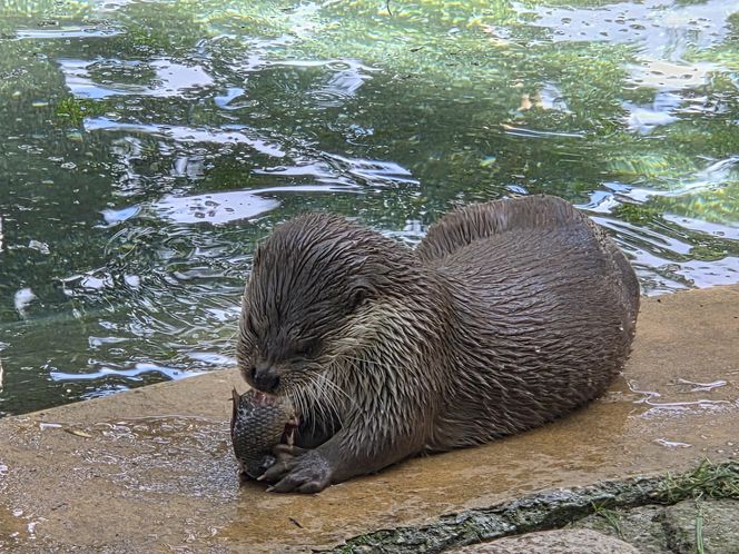 Pokazowe karmienie w myślęcińskim zoo to prawdziwy hit! Sprawdziliśmy to na miejscu