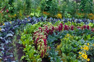 Zmianowanie warzyw - jak zaplanować ogródek warzywny w ogrodzie? 