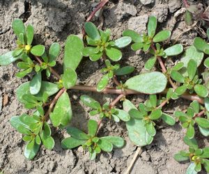 Wspiera trawienie, łagodzi zgagę, smakuje jak szpinak. Ten chwast rośnie tuż za rogiem