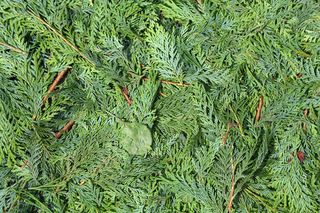 Czy ścięte gałęzie tui nadają się na ściółkę? Odpowiada ekspert