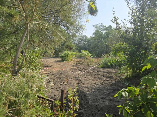 Katowiczanie protestują przeciwko likwidacji plantancji borówek