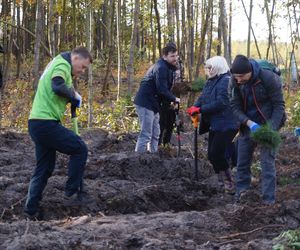 Wielkie sadzenie drzew pod Bydgoszczą! Tak powstaje las 