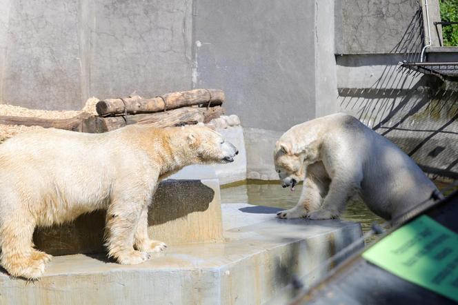 Niedźwiedzie polarne z Warszawskiego ZOO