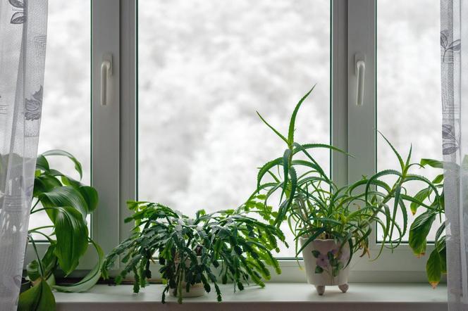Rośliny zimozielone zimą