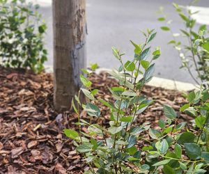 Mazowiecka po metamorfozie zachwyca warszawiaków. Prawie jak w Wersalu!