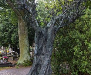 Grób Jana Kulczyka 10 lat od jego śmierci 