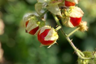 Kolczasty pomidor liczi (psianka stuliszolistna) - mało znane warzywo. Uprawa, pielęgnacja, wykorzystanie