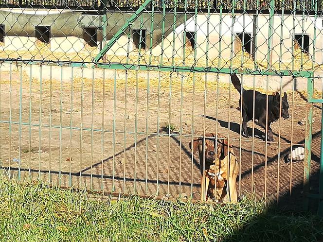 Budżet Obywatelski 2019 - Schronisko dla Bezdomnych Zwierząt w Toruniu może się cieszyć