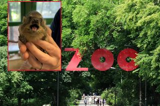 Warszawskie ZOO ma nowych ulubieńców! To właśnie te słodziaki skradły serca internautów