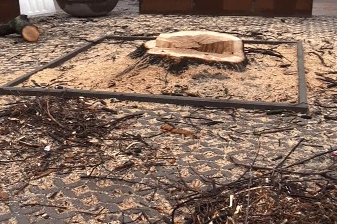 Wycinka drzew we Wrocławiu. Ostatnio ścięto rośliny obok Kredki i Ołówka oraz przy Reja [WIDEO, AUDIO]
