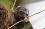 We wrocławskim zoo urodził się kuskus niedźwiedzi