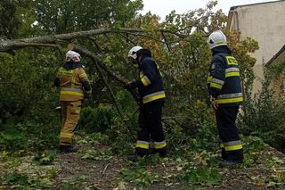 Strażacy usuwali skutki wichury. Setki powalonych drzew w Zachodniopomorskiem