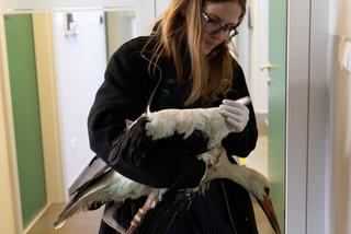 Poskładali skrzydło Kaziowi 