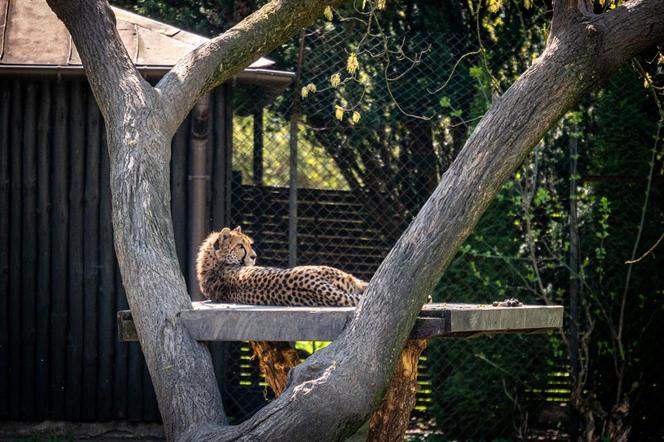 Miejski Ogród Zoologiczny w Warszawie