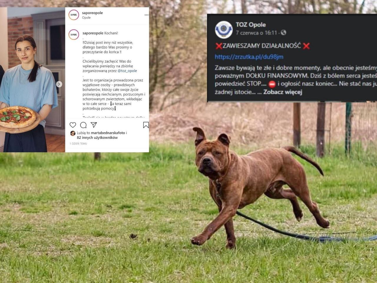 Opole. Finansowe tarapaty Towarzystwa Opieki nad Zwierzętami. Trwa niezwykła licytacja!
