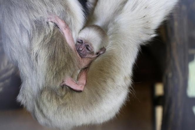 Czapki z głów! W Zoo Płock urodził się gibon czapnik! W naturze już go prawie nie ma [ZDJĘCIA]