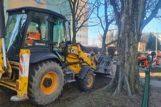 Ciężki sprzęt rozjeżdżał Bydgoskie Drzewo Roku. Społecznicy interweniują