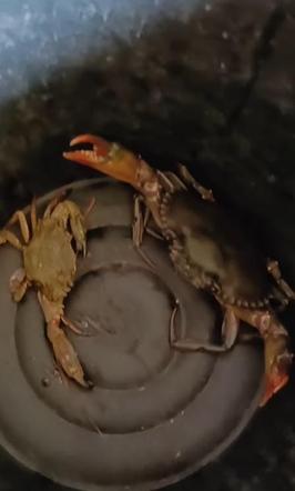 Rodzina pięcioraczków nurkuje w Tajlandii 