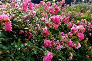 Chodźcie z nami na spacer po Ogrodzie Botanicznym UKW w Bydgoszczy. To ostatnia szansa!