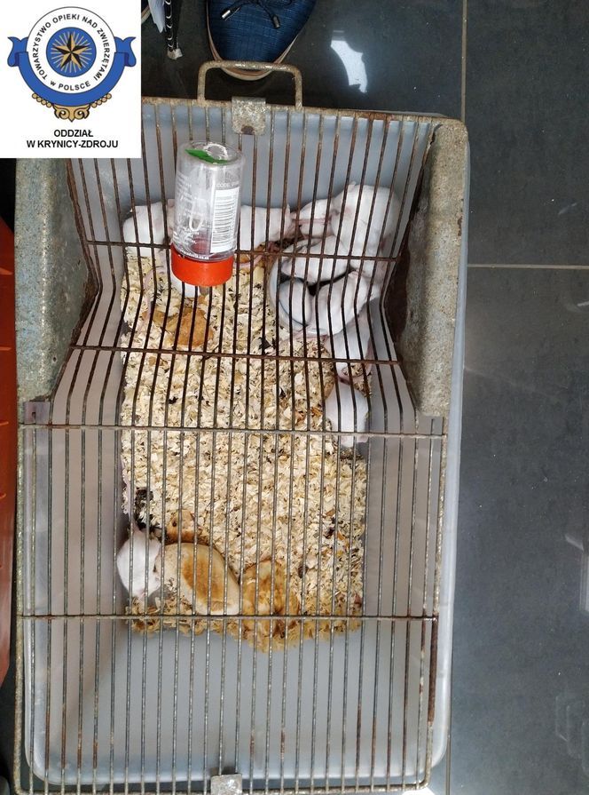 Dramatyczna interwencja w sklepie zoologicznym na Śląsku. Zwierzęta przetrzymywane w skandalicznych warunkach