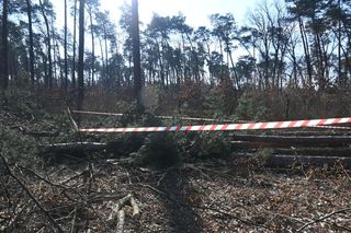 Tragedia podczas wycinki. Drzewo przygniotło mężczyznę