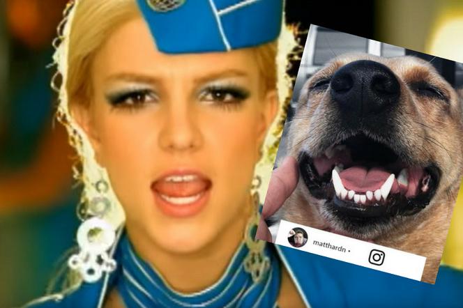 Piosenka Britney Spears w wykonaniu psa - Wideo hitem internetu!
