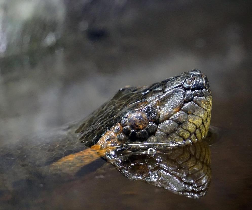 Odkryto nowy gatunek węża. Waży 500 kilogramów