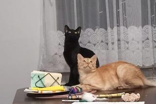 Oto kotki naszych czytelników. Zobacz, jakie to słodziaki!