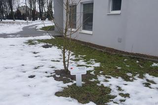 Drzewa dla sosnowieckiego hospicjum