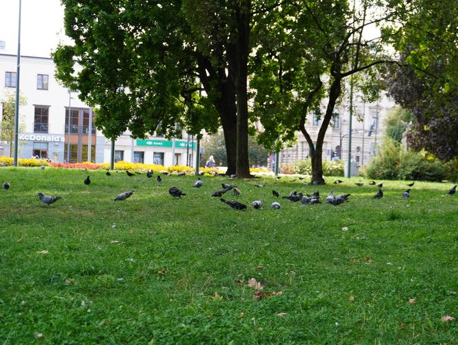 Wrześniowy upał w Lublinie i spokój w centrum miasta