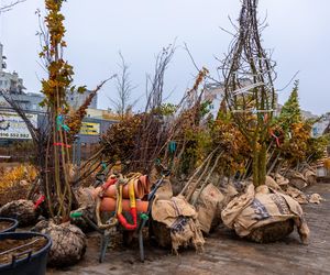 Pierwsze drzewa w parku nad obwodnicą na Ursynowie