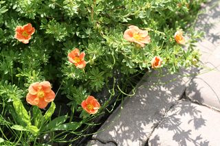 Przesadzony pieciornik zmarniał [Porada eksperta]