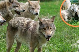  Wataha wilków zaatakowała na Dolnym Śląsku. To już drugi atak w ciągu ostatnich dni 