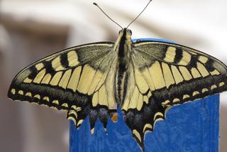 Motyl na Nisiros