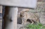 Zoo w Wojciechowie wybudziło się z zimowego snu. Sprawdźcie nowości