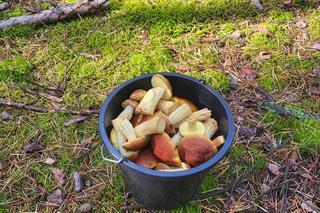 Pełne wiadro grzybów