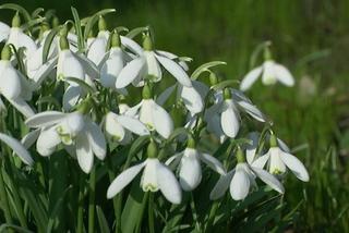 Białe kwiaty ogrodowe: przebiśnieg
